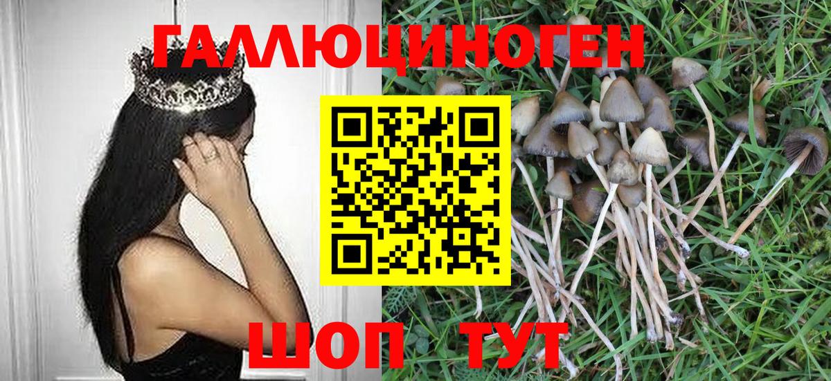 Псилоцибиновые грибы Новошахтинск