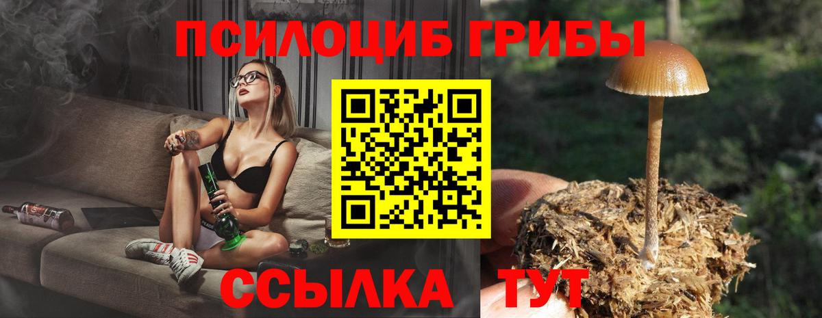 Псилоцибиновые грибы Cubensis Новошахтинск